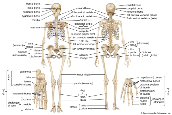  science human skeleton